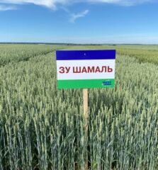 Озима пшениця ЗУ Шамаль, тонна, в мішках по 50 кг., 1 репродукція