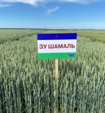 Озима пшениця ЗУ Шамаль, 1 тонна, біг-бег, Еліта