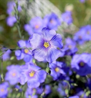 БІНГО, 2 репродукція, 2024, Середньоранній, SAATEN-UNION, да