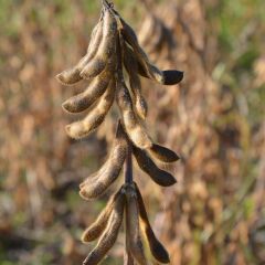 ЕС КОМПОЗИТОР, Ультраранній, 100-105, Класичний, 1 репродукція