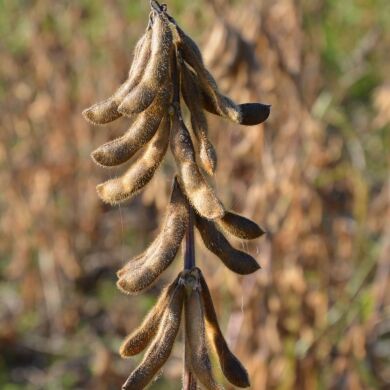 ЕС КОМПОЗИТОР, Ультраранній, 100-105, Класичний, 1 репродукція