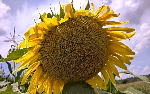 ГИБРИД ПОДСОЛНЕЧНИКА ЛЮМИО КЛП, Clearfield, Среднеранний, 108-112 дн., Seed Grain, Seed Grain, Канада, A, B, C, D, E, F, G, да